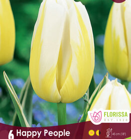 Tulip - Per Bulb - Happy People