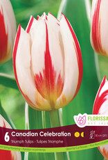 Tulip - Per Bulb - Canadian Celebration
