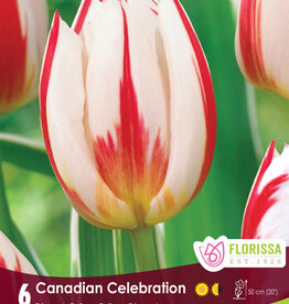 Tulip - Per Bulb - Canadian Celebration