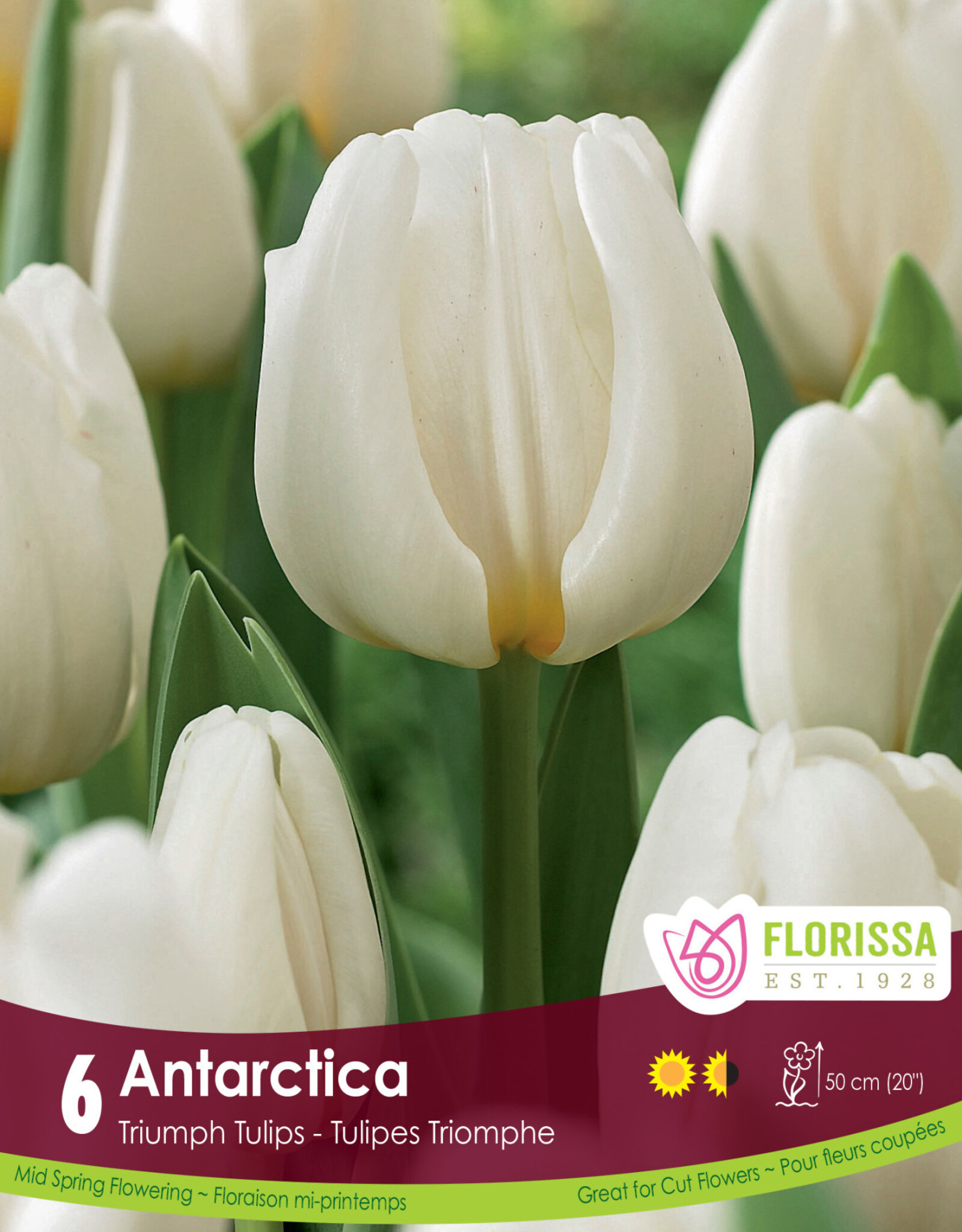 Tulip - Per Bulb - Antartica