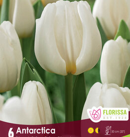 Tulip - Per Bulb - Antartica
