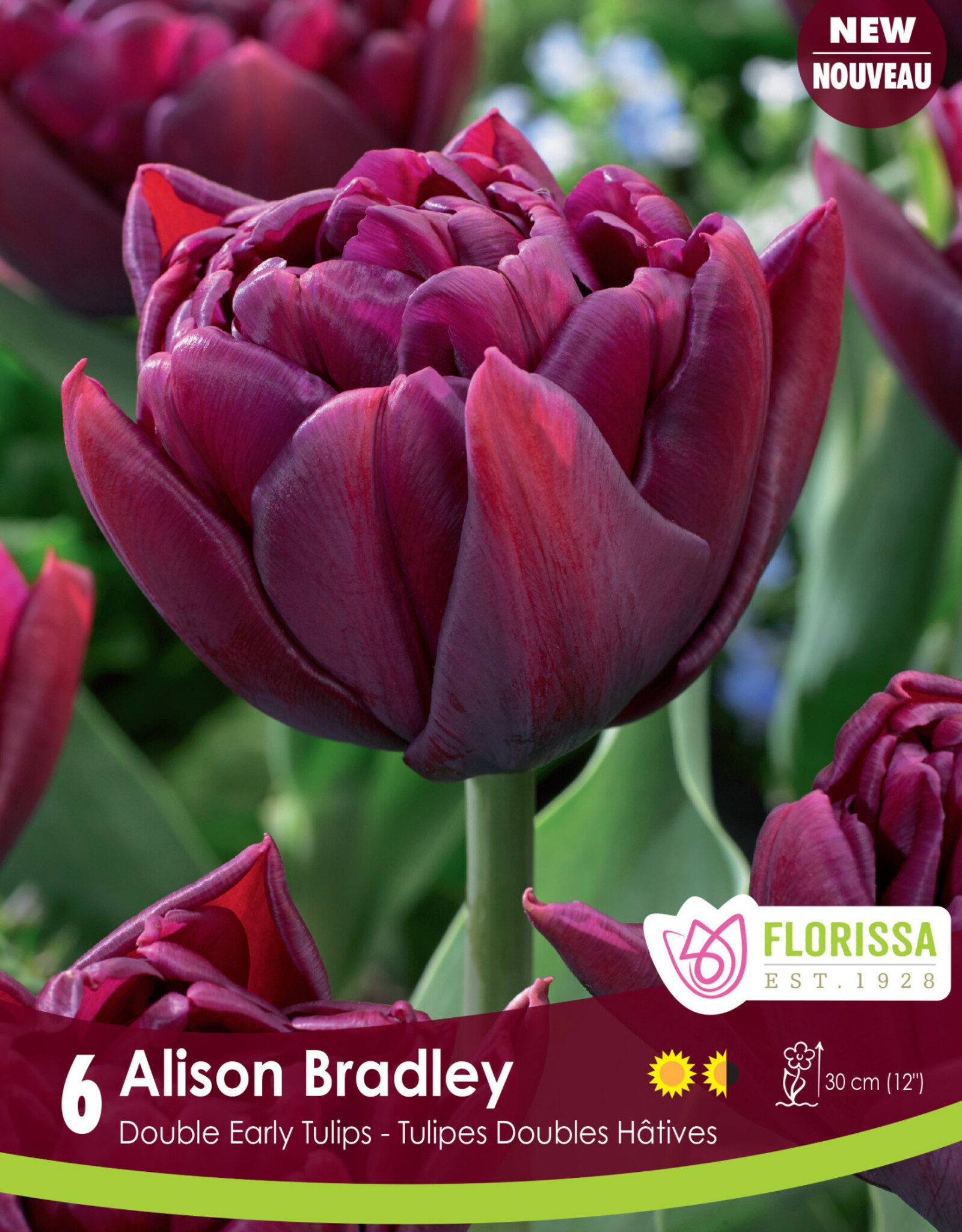 Tulip - Per Bulb - Alison Bradley