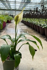 Peace Lily 4 inch