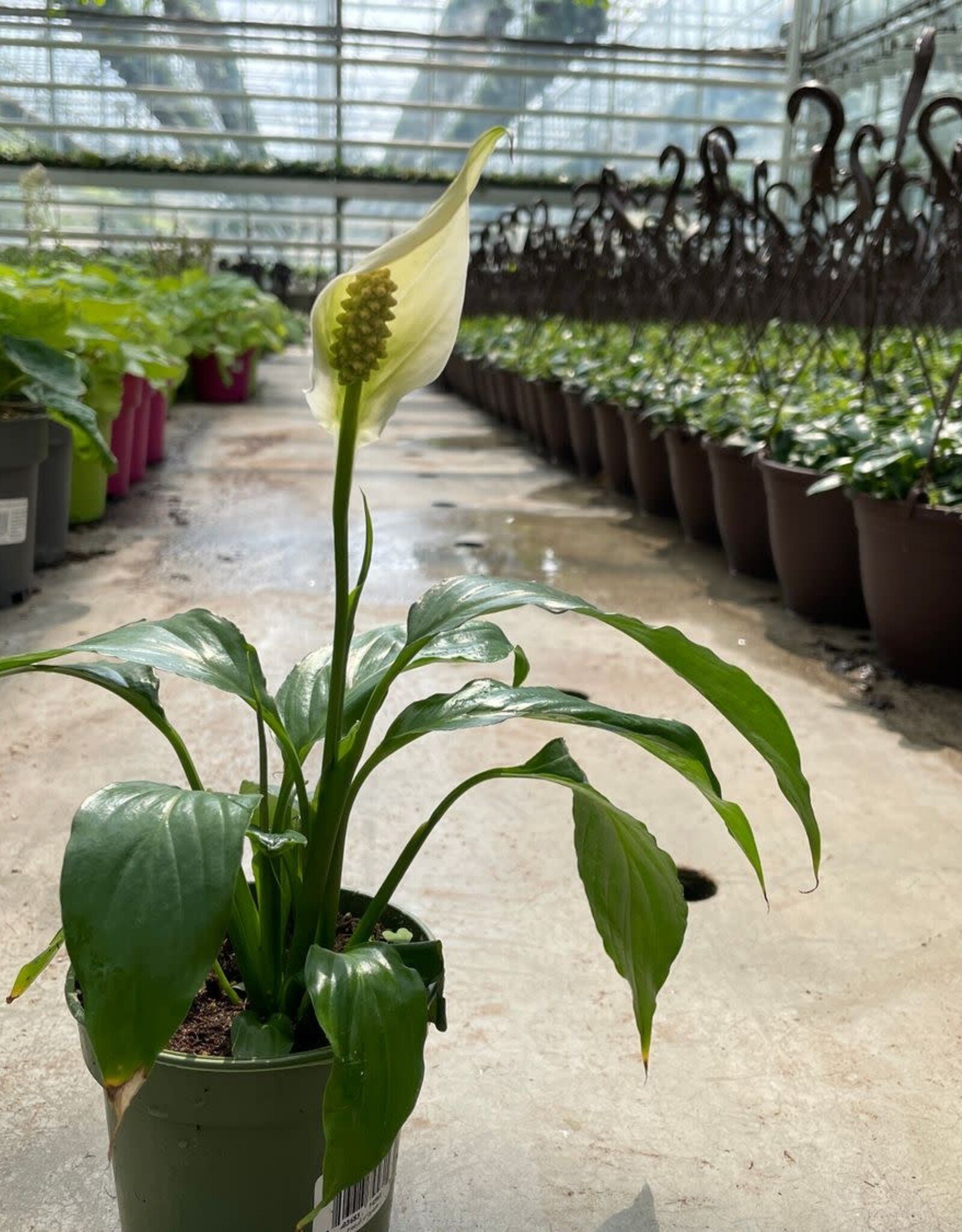 Peace Lily 4 inch
