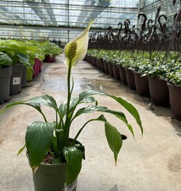 Peace Lily 4 inch