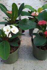 Crown of Thorns 4 inch