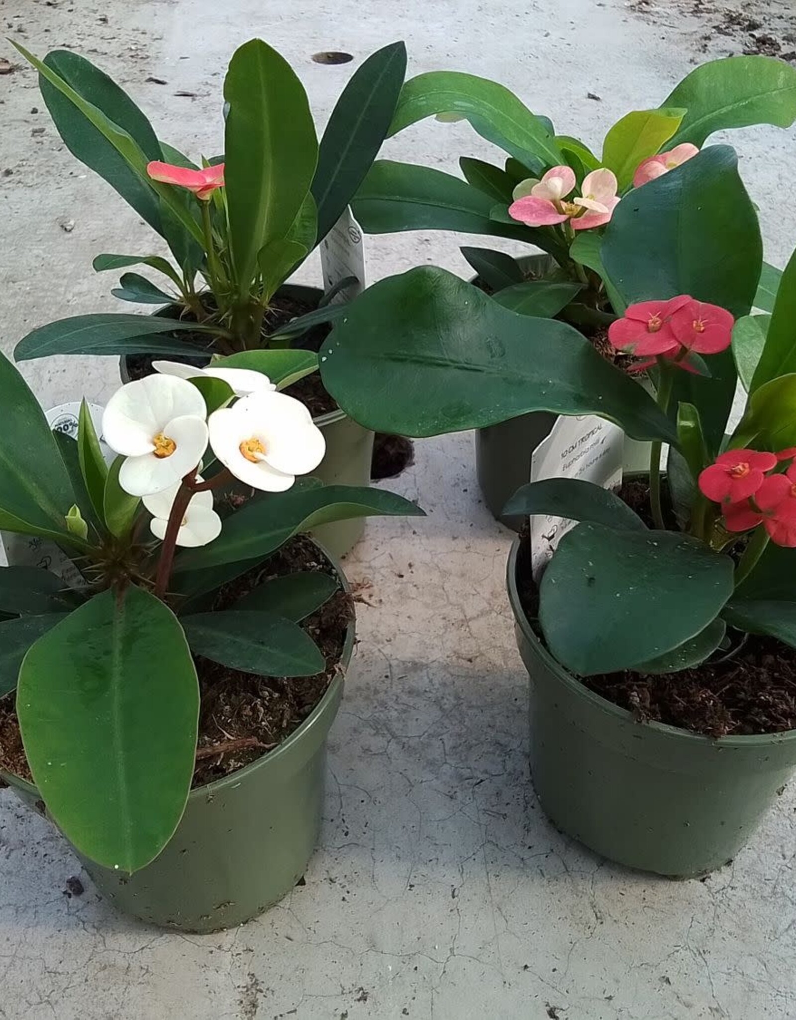 Crown of Thorns 4 inch