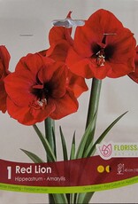 Amaryllis - Red Lion 42+