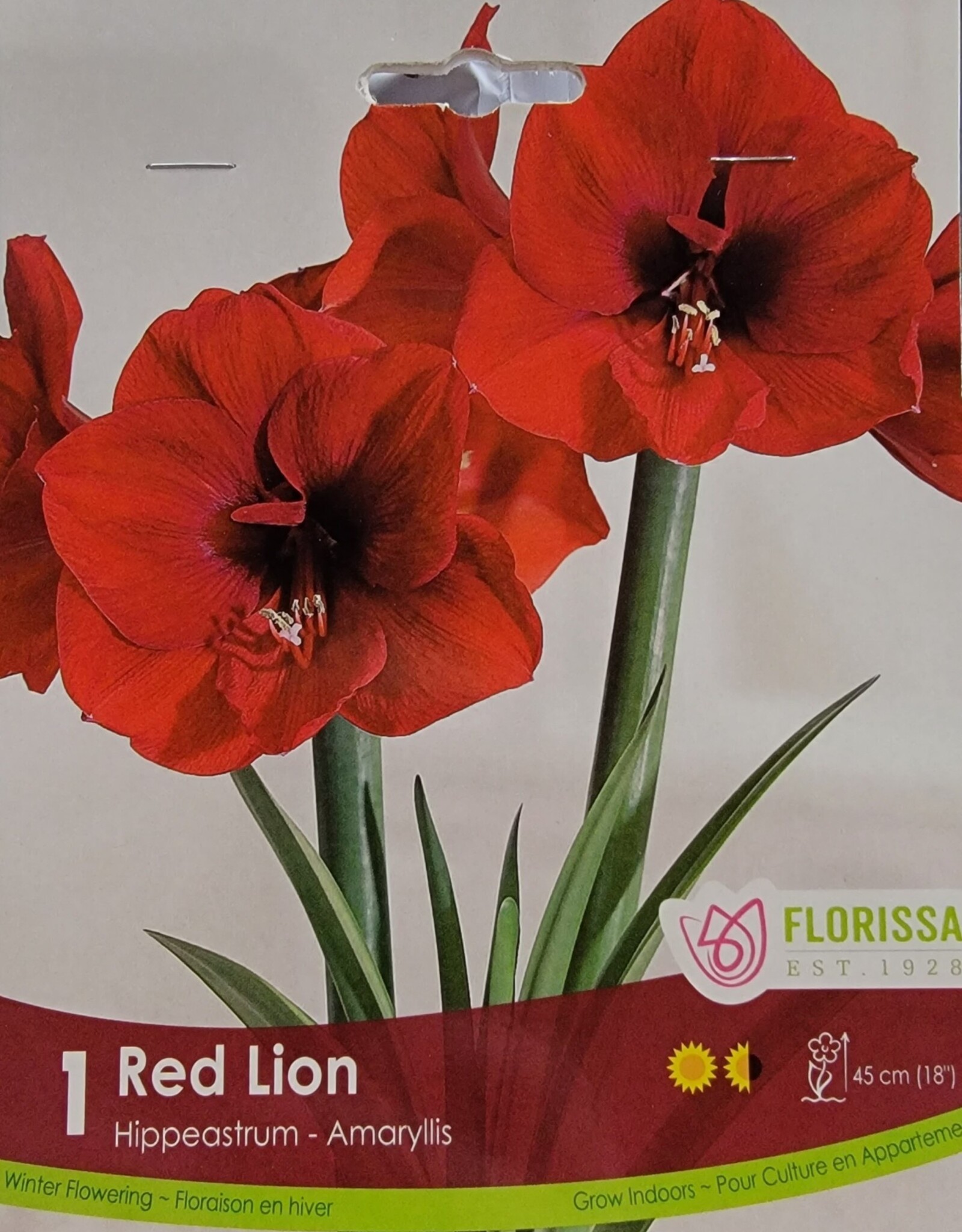 Amaryllis - Red Lion 42+