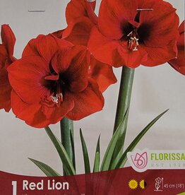 Amaryllis - Red Lion  in Terracotta Pot 5 inch