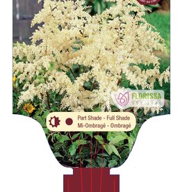 Astilbe Bridal Veil 1 gal