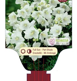 Bellflower - Campanula - White Clips 1 gal