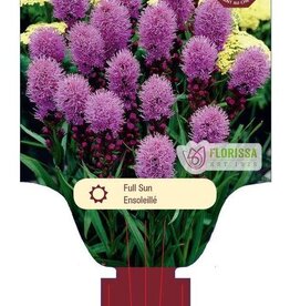 Liatris Kobold Deep Purple 1 Gal