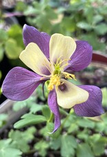 Van Noort Columbine - Aquilegia - Earlybird Purple Yellow 1 gal