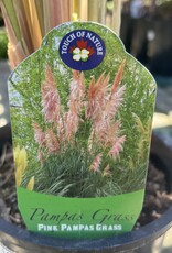 Pampas Grass Pink - Cortaderia selloana rosea 1 gal