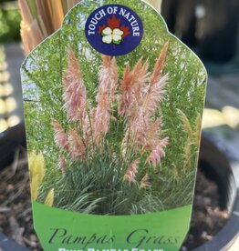 Pampas Grass Pink - Cortaderia selloana rosea 1 gal