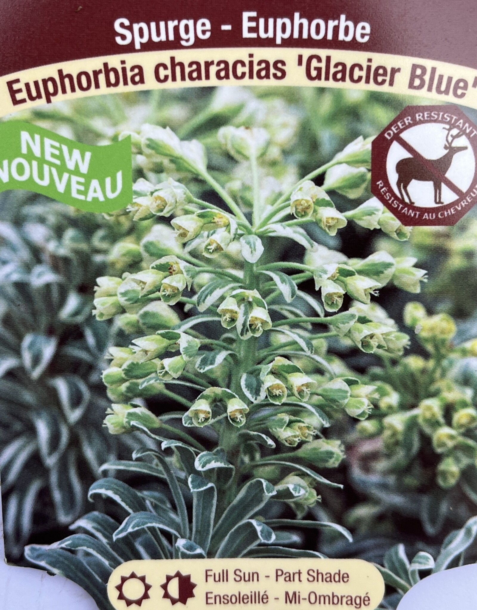 Euphorbia - Spurge