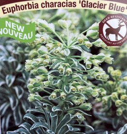 Euphorbia - Spurge