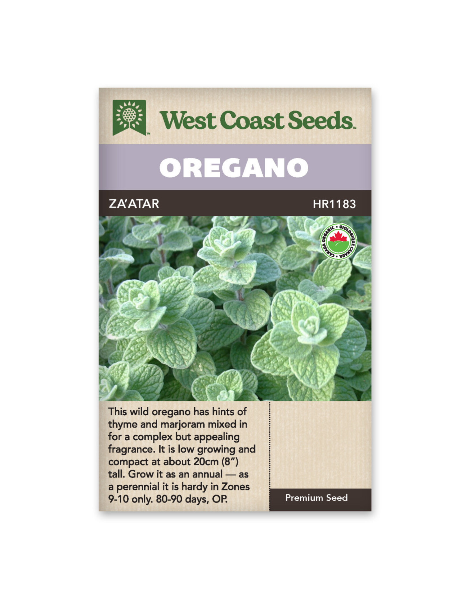 West Coast Seeds Zaatar Oregano Organic Certified (50 Seeds)