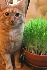 West Coast Seeds Cat Grass