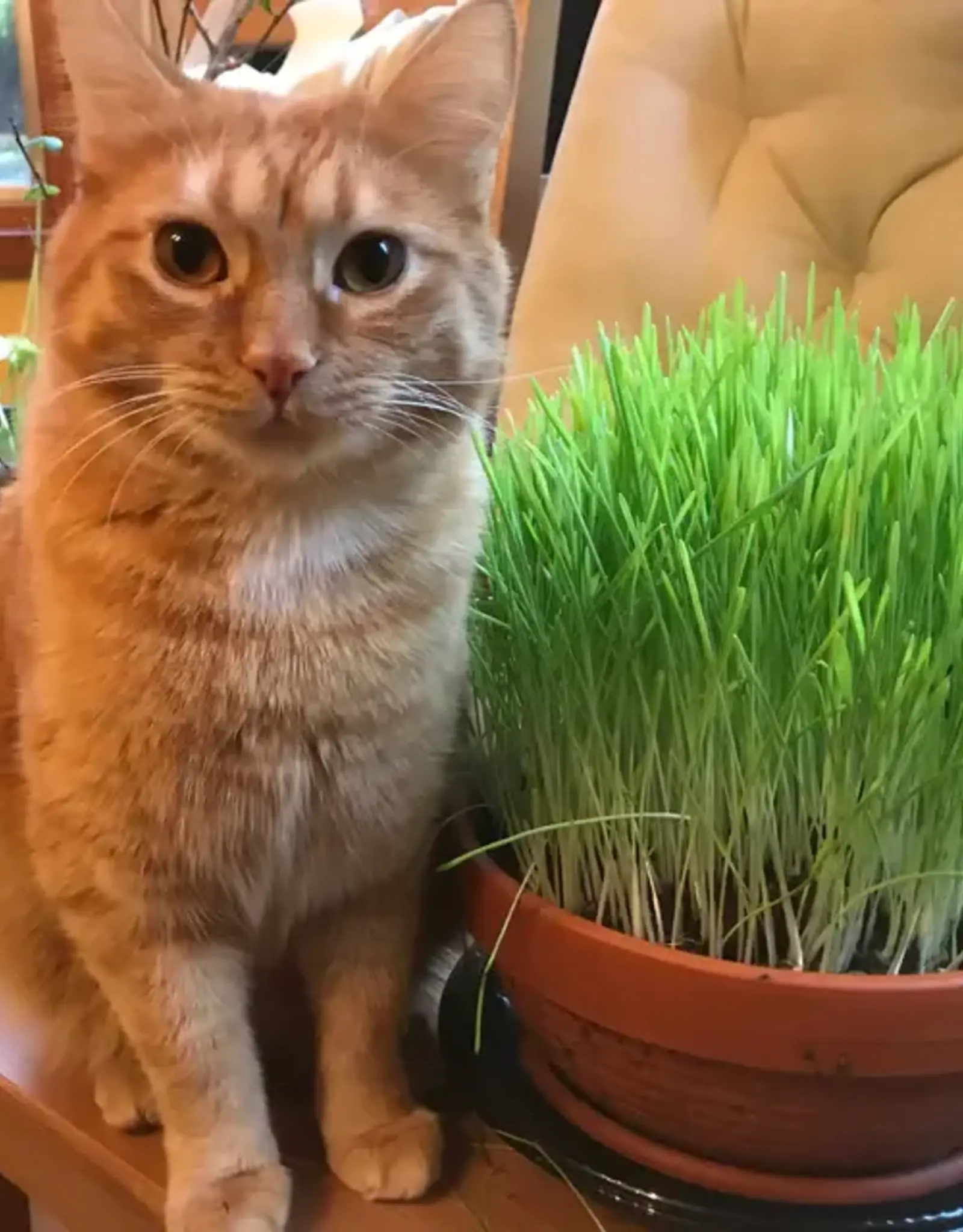 West Coast Seeds Cat Grass