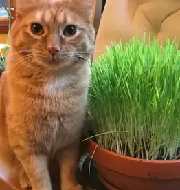 West Coast Seeds Cat Grass