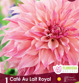 Dahlia Dinnerplate Cafe au Lait Royal  - Package of 1