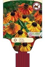 Helenium Sahins Early 1gal