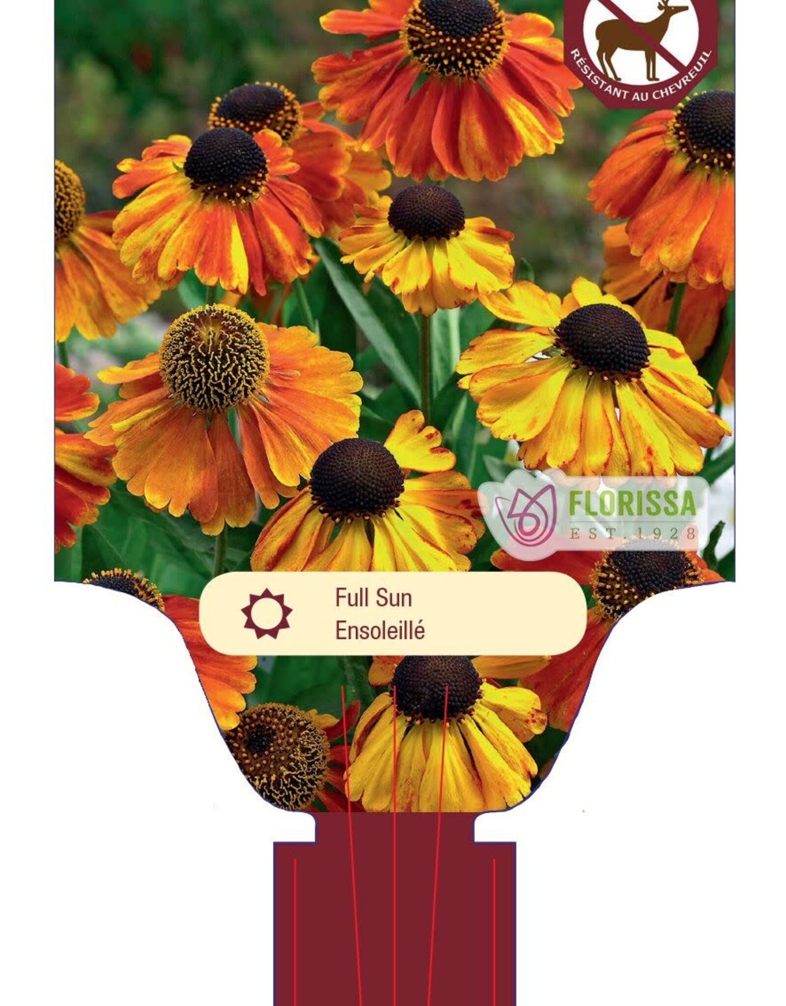 Helenium Sahins Early 1gal
