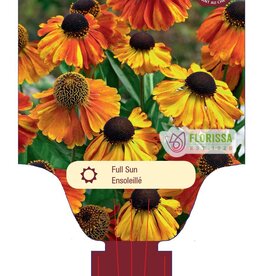 Helenium Sahins Early 1gal