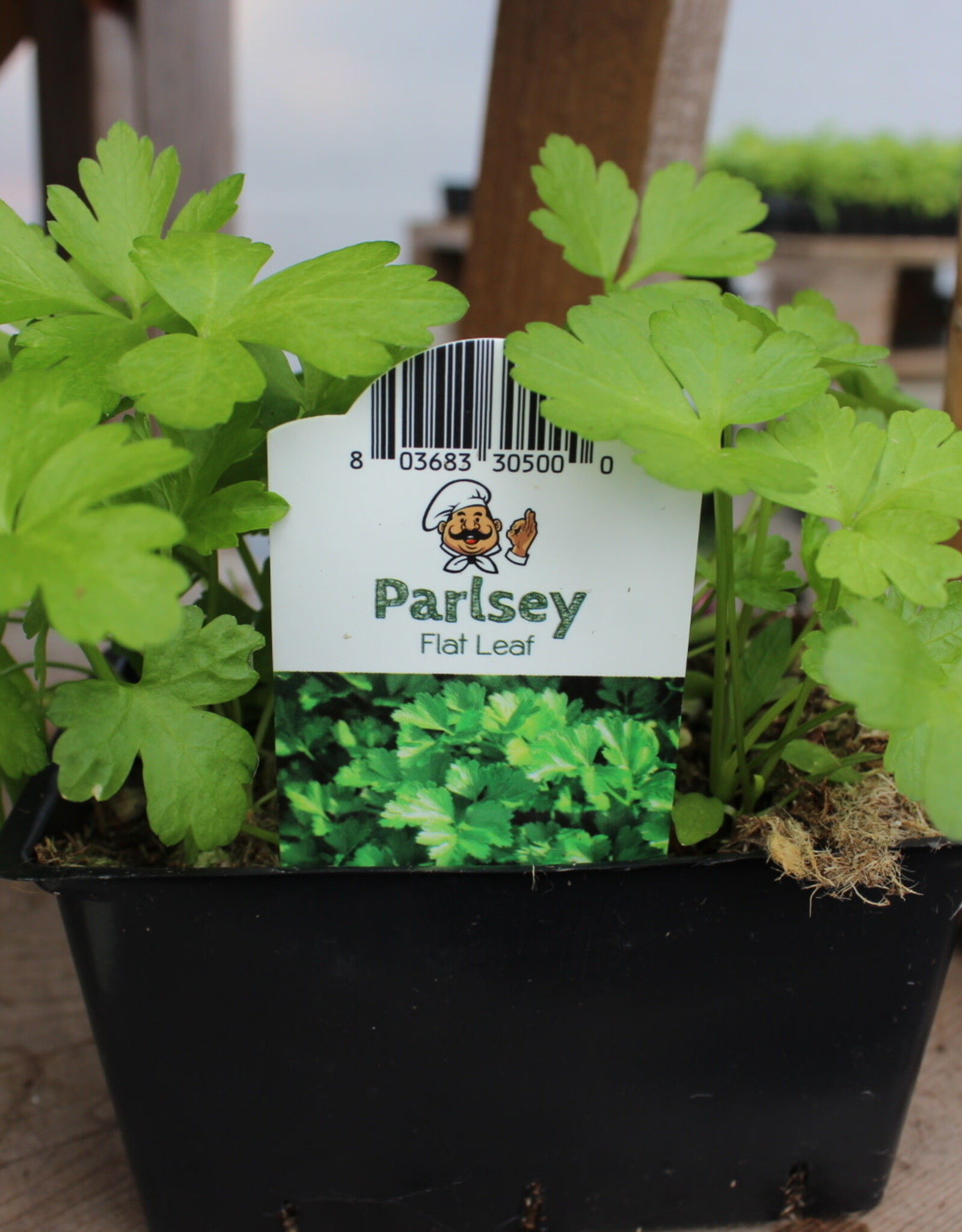Parsley Flat Leaf 1201