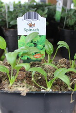 Spinach 1201