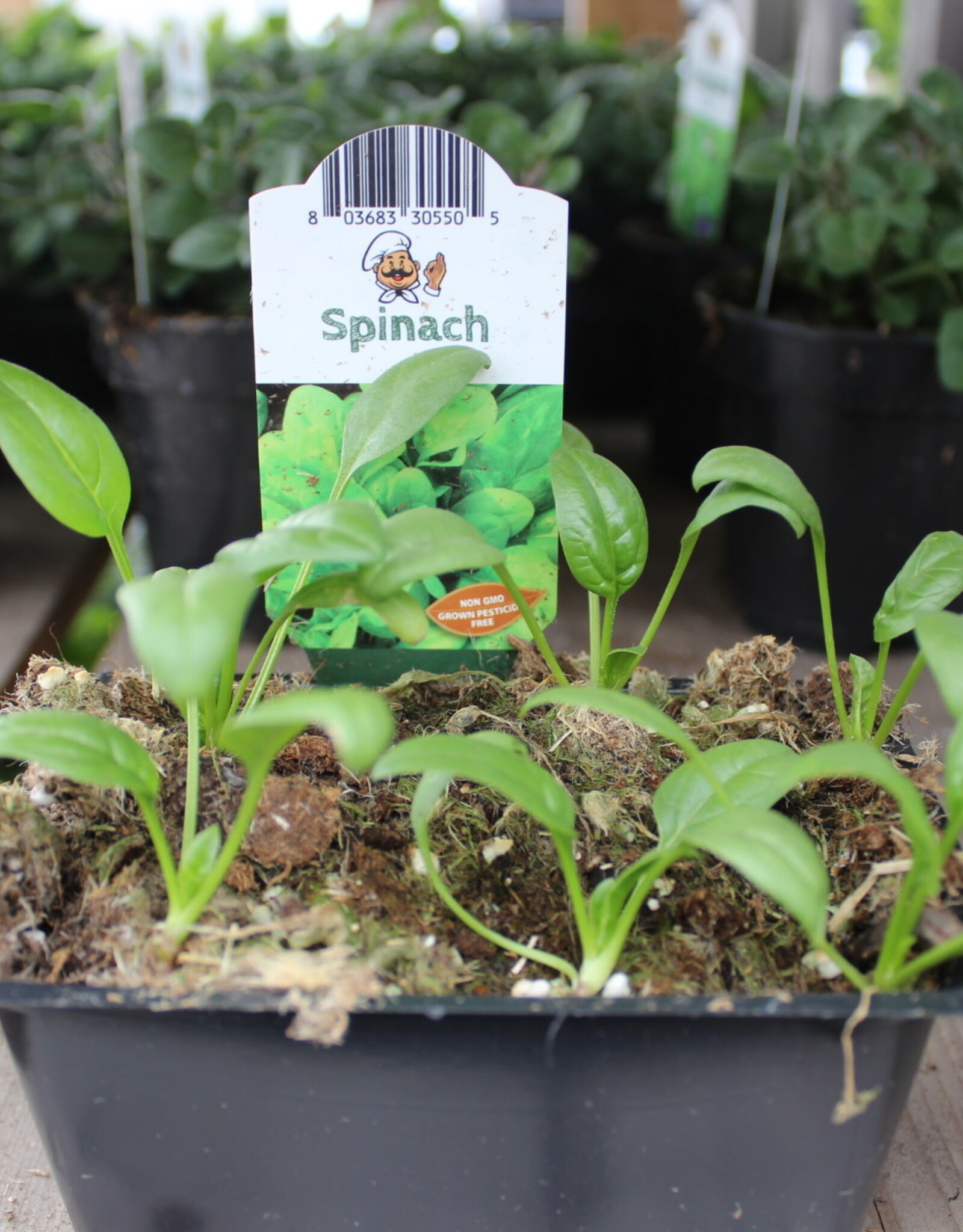 Spinach 1201