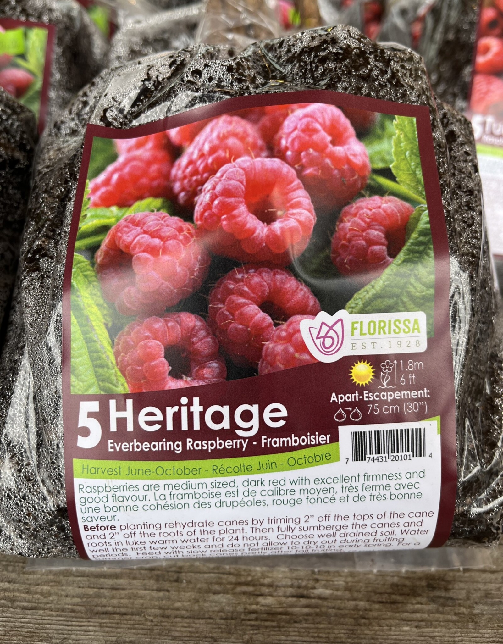 Raspberry Heritage Everbearing - Pack of 5 Canes