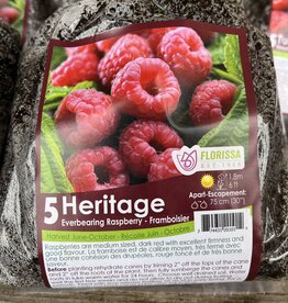 Raspberry Heritage Everbearing - Pack of 5 Canes