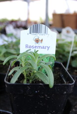Rosemary 2 inch