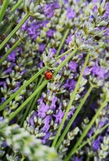 Ladybugs (250 quantity)