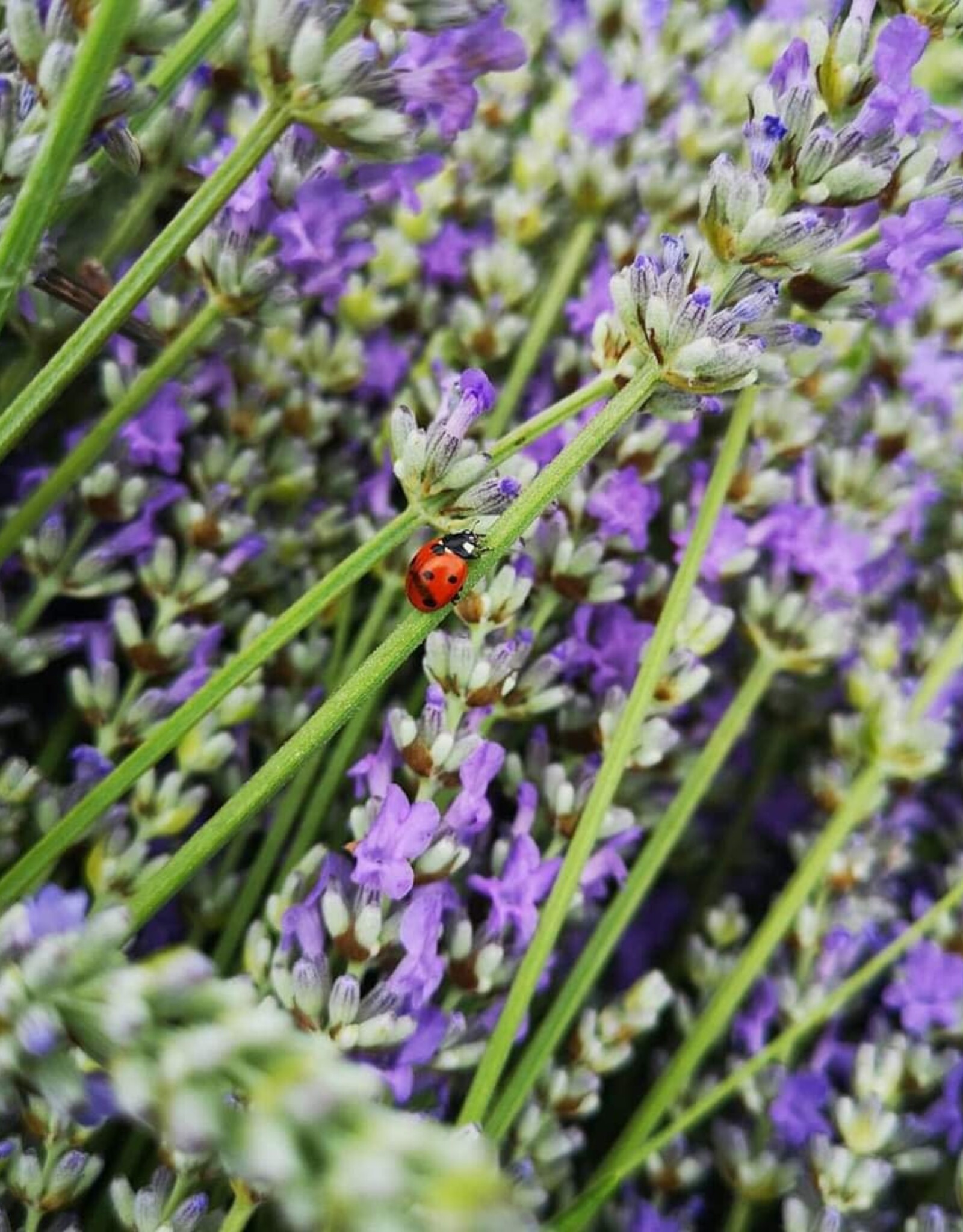 Ladybugs (250 quantity)