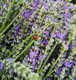 Ladybugs (250 quantity)