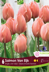 Assorted Tulip Bulbs