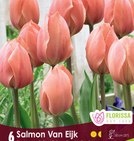 Tulip - Per Bulb - Salmon Dynasty - 20 inch Ht.