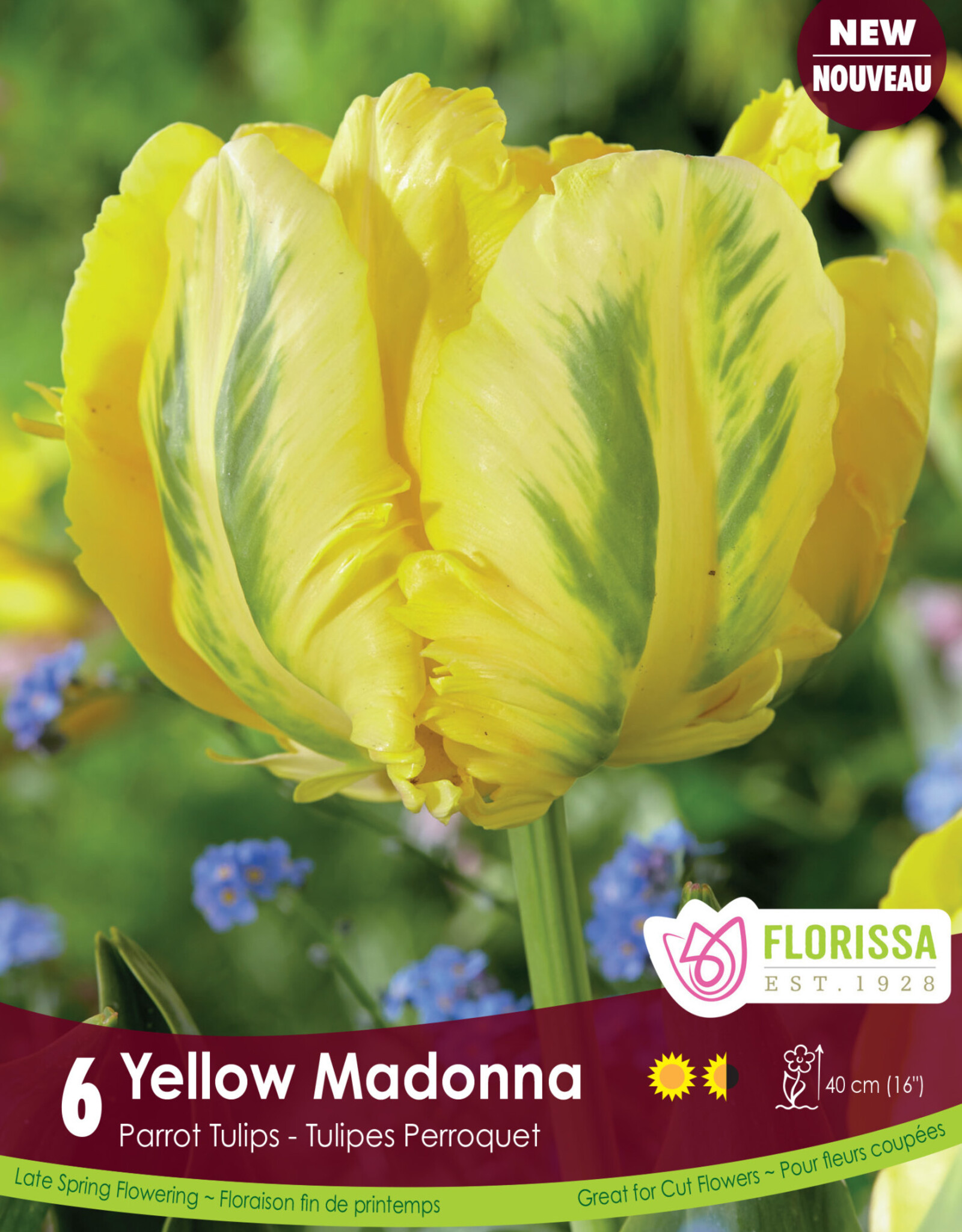 Tulip - Per Bulb - Yellow Madonna - 18 inch Ht.