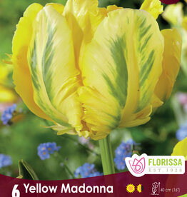 Tulip - Per Bulb - Yellow Madonna - 18 inch Ht.