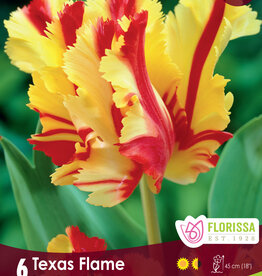 Tulip - Per Bulb - Texas Flame - 18 inch Ht.