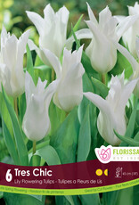 Tulip - Per Bulb - Tres Chic - 18 inch Ht.