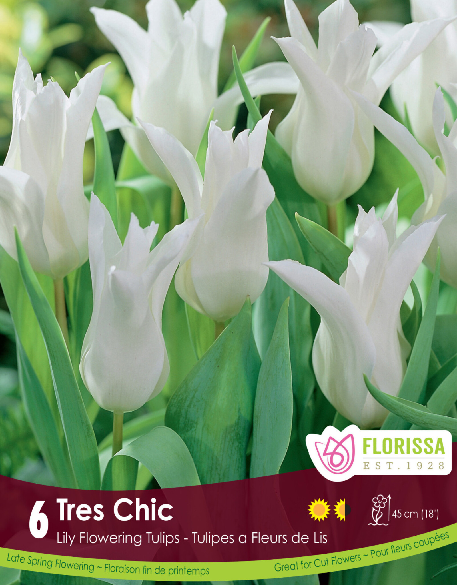 Tulip - Per Bulb - Tres Chic - 18 inch Ht.