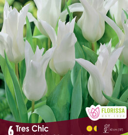 Tulip - Per Bulb - Tres Chic - 18 inch Ht.