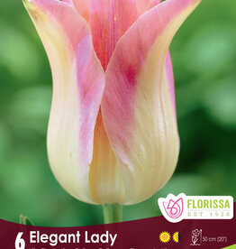 Tulip - Per Bulb - Elegant Lady - 20 inch Ht.