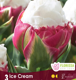 Tulip Double Peony- Per Bulb - Ice Cream - 16 inch Ht.