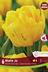 Tulip - Per Bulb - Marie Jo - 16 inch Ht.